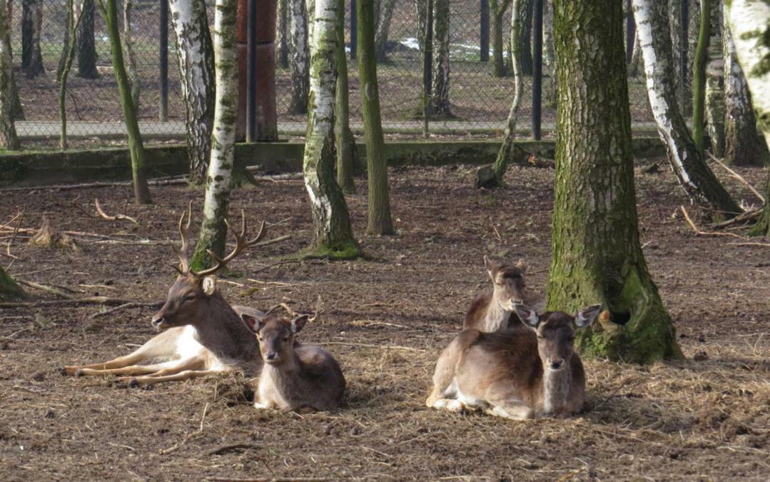 Park Lesny 'U Kaczyny' Hotel Rogow Esterno foto