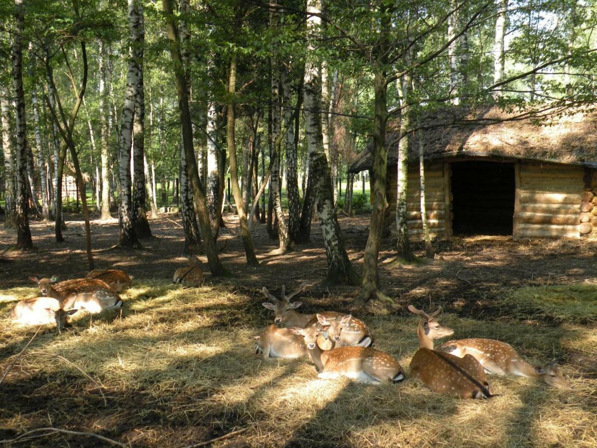 Park Lesny 'U Kaczyny' Hotel Rogow Esterno foto